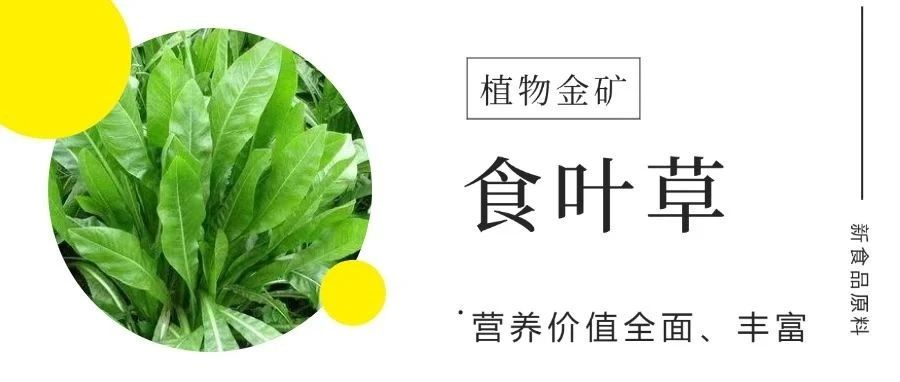 听说过食叶草么?它不仅有降血糖的功效,还有...